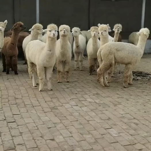 嘉祥县供应羊驼  羊驼养殖场  羊驼价格多少