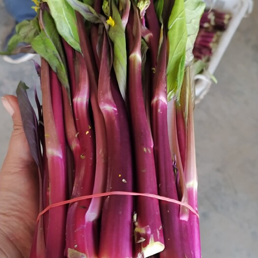 长阳县红菜苔，基地直采大量供应。