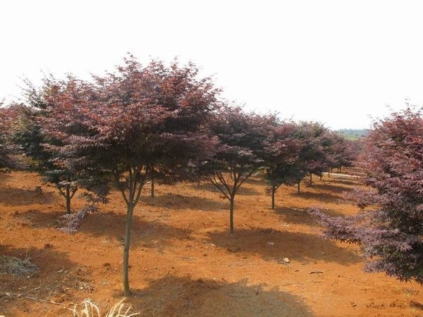 长沙红枫