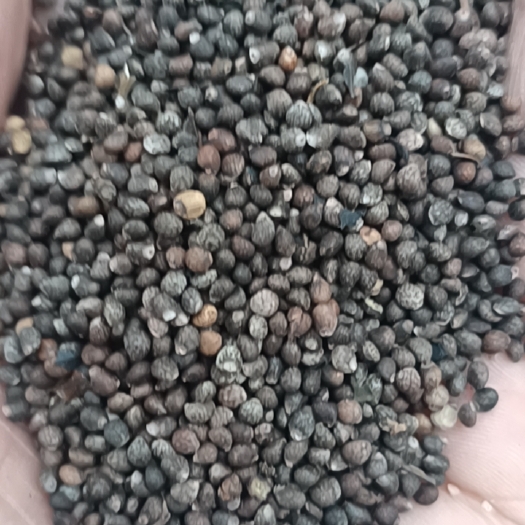 天水甘肃天水产地苏籽，统货