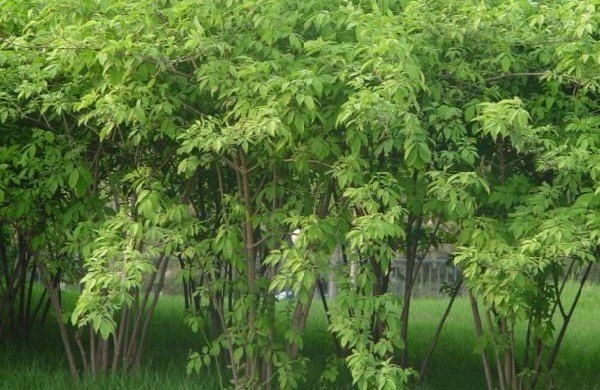 长沙金银木