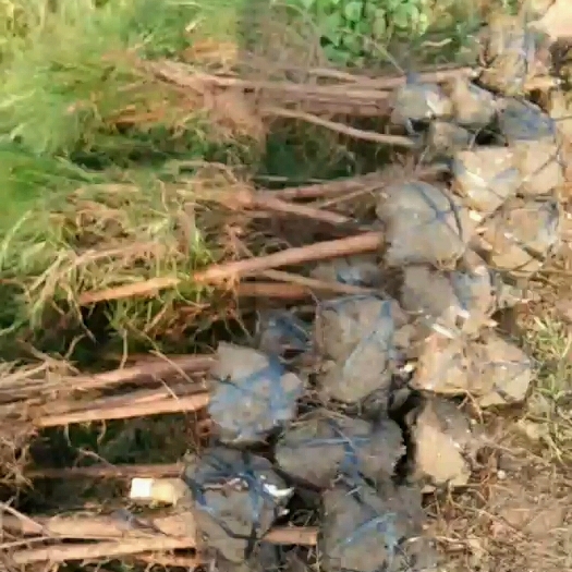 奉新县二年生湿地松。带小土球。