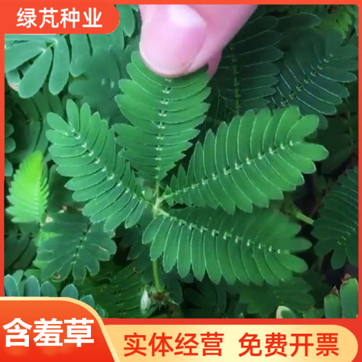 含羞草种子盆栽花草花卉种子阳台庭院种植易种易活盆栽花籽害羞草