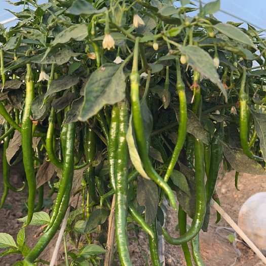 夏邑县线椒