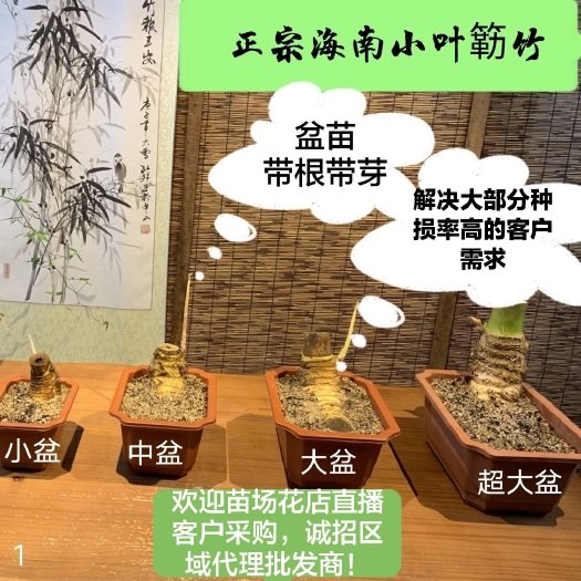 文昌市海南小叶簕竹盆苗簕竹盆景素材簕竹批发产地直供欢迎合作预定