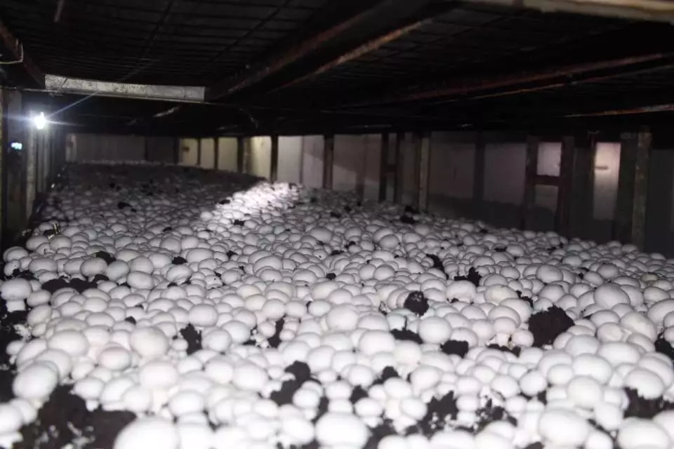 德阳单剪蘑菇脚丁干货 双剪口蘑菇脚抛光基地直销量大从优