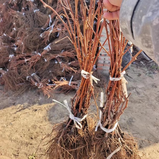 公主岭市葡萄苗 贝达葡萄苗 山葡萄苗 巨峰葡萄苗 蜜汁葡萄苗