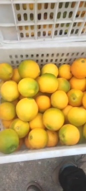 金堂县金堂脐橙价格美丽