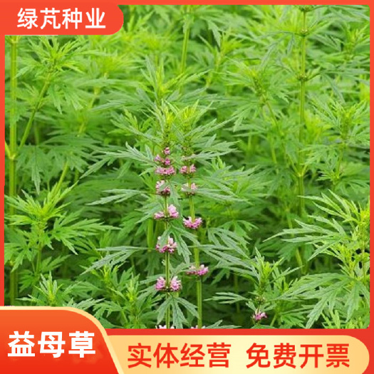 益母草种子庭院种籽阳台四季播盆栽种孑