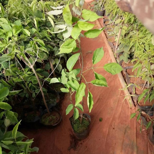 炮仗花