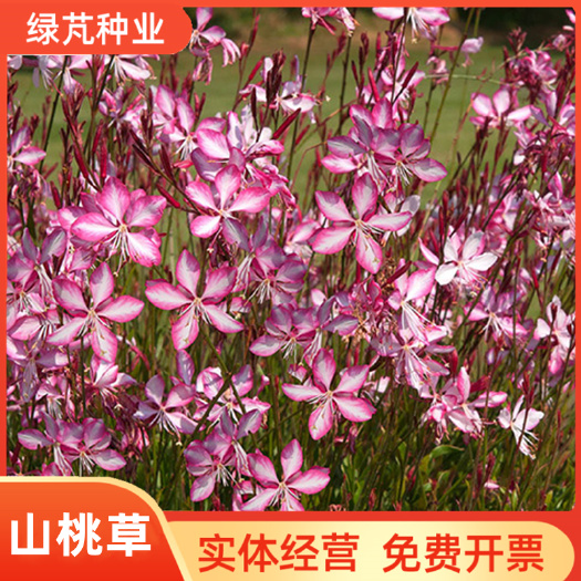 沭阳县山桃草种子蜜蜂花千鸟玉蝶白桃花籽长花期切花多年生花坛盆栽庭院
