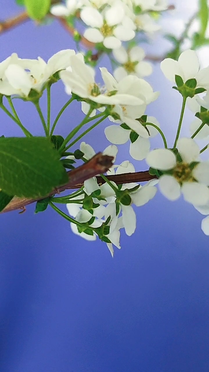 干支水培花雪柳，遇水发芽，花满爆枝。寓意深远。