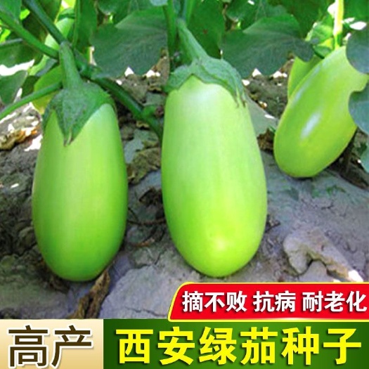西安绿茄种籽绿皮茄子种子早熟杂交茄子种孑基地用种圆茄子种子