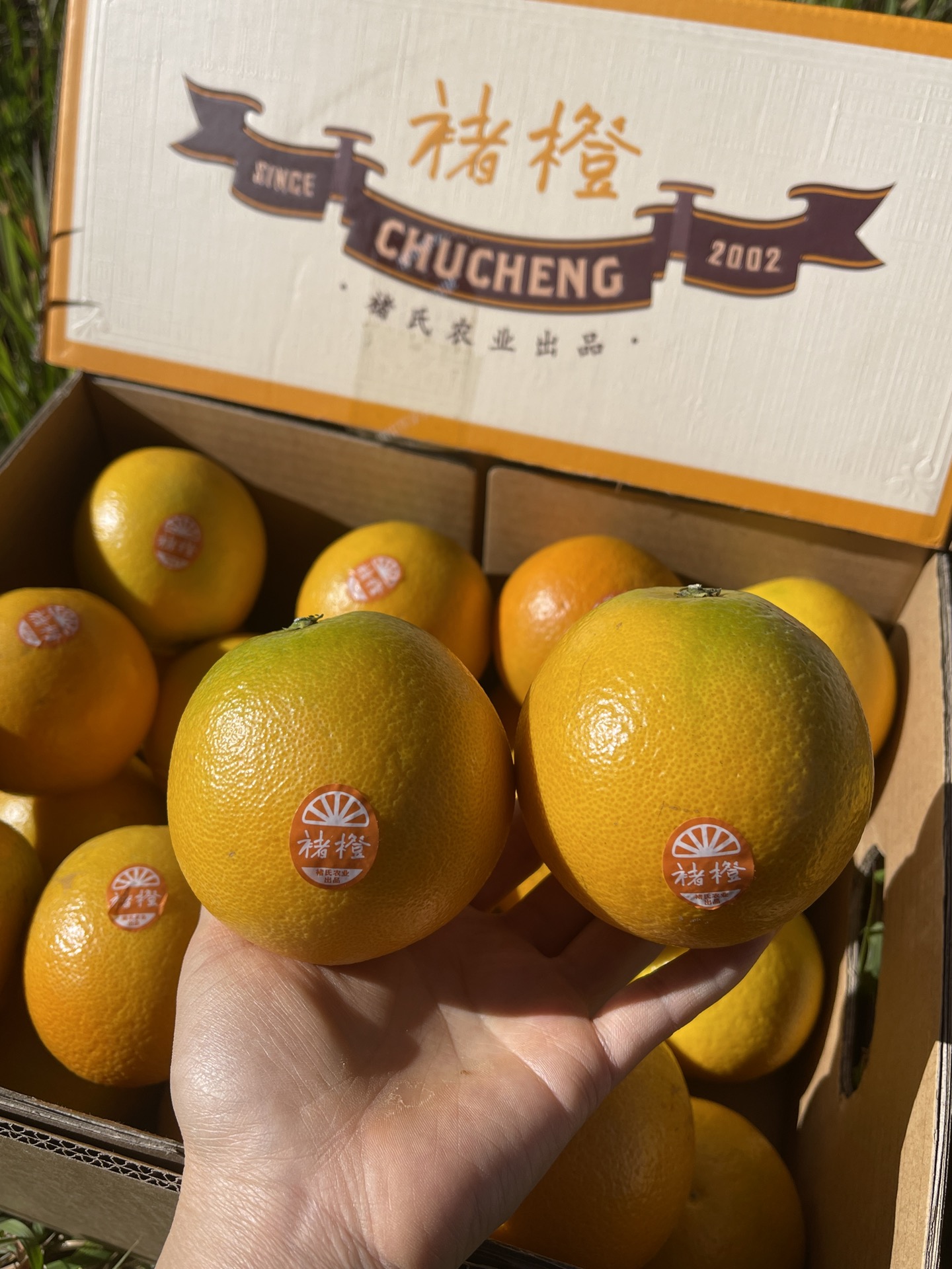 每箱带防伪二维码一件代发货云南褚橙特选褚橙礼盒10斤饱满多汁
