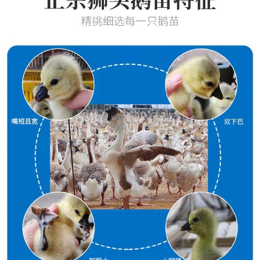 汕头鹅活苗狮头鹅活苗大种汕头狮头鹅幼崽活体纯种灰狮头鹅小苗