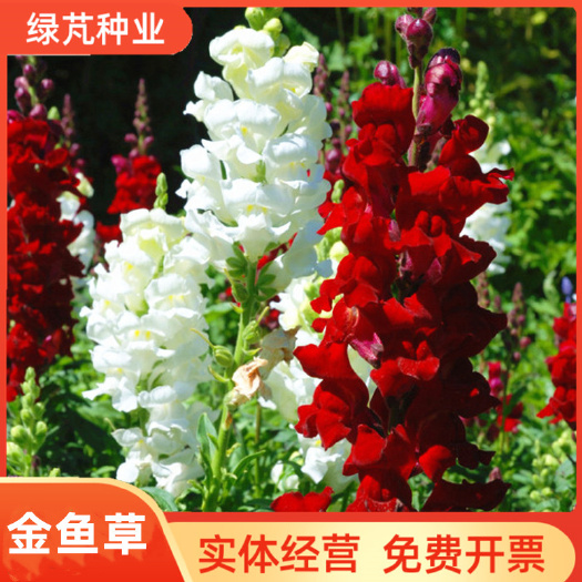 金鱼草花种子耐寒耐阴宿根花籽易活四季播种室外阳台盆栽花种籽子