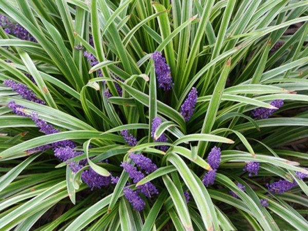 长沙花叶麦冬苗