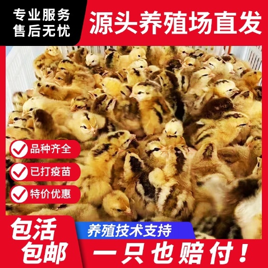 广州k9鸡苗小鸡宠物鸡 包邮高存活率活鸡便宜销售散养小鸡仔半大鸡