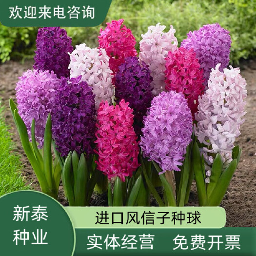 沭阳县重瓣风信子种球盆栽大球水培土养培花苗室内水养花卉植物现货