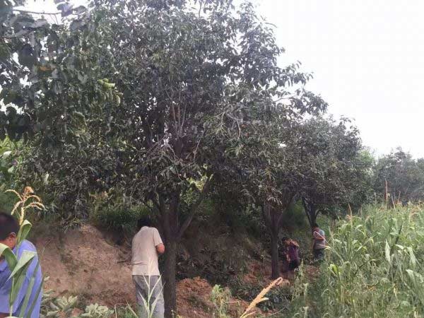 长沙柿子树