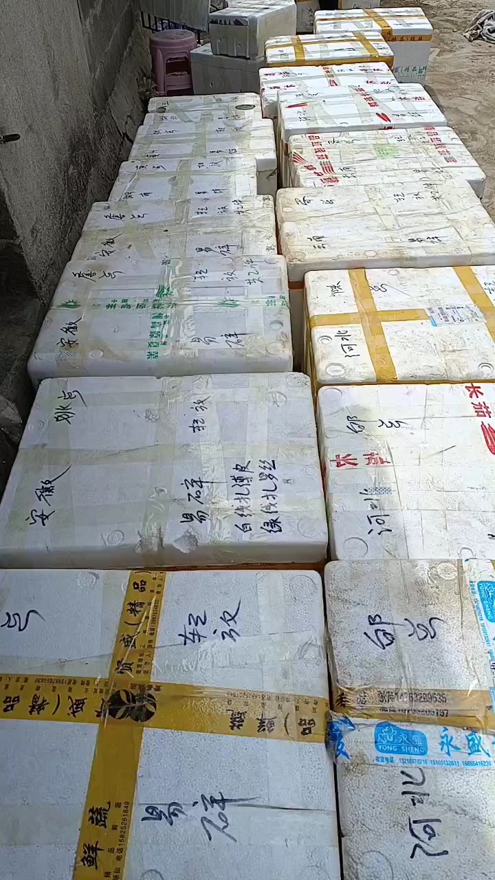 【精选苗】辣椒苗灯笼椒苗方椒甜椒品种保证，基地直供