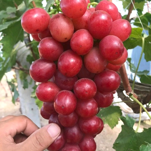 中国红玫瑰葡萄苗新品种葡萄苗批发基地直发