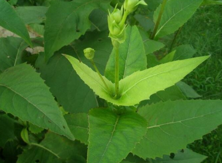 串叶松香草种子 牧草种子串叶松香草种子牧草种子牲畜食用松香草