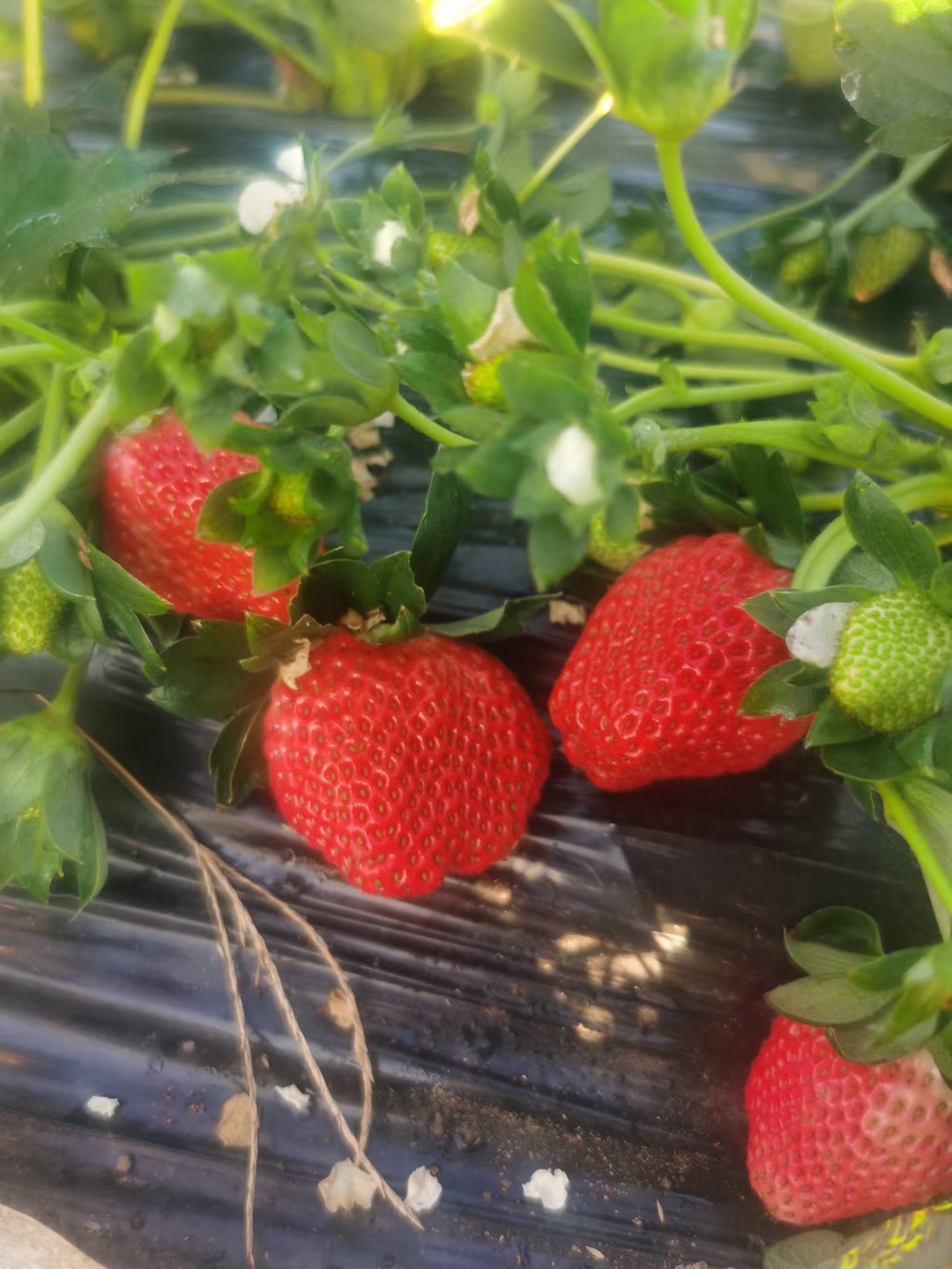 大凉山露天草莓  糖葫芦专用草莓