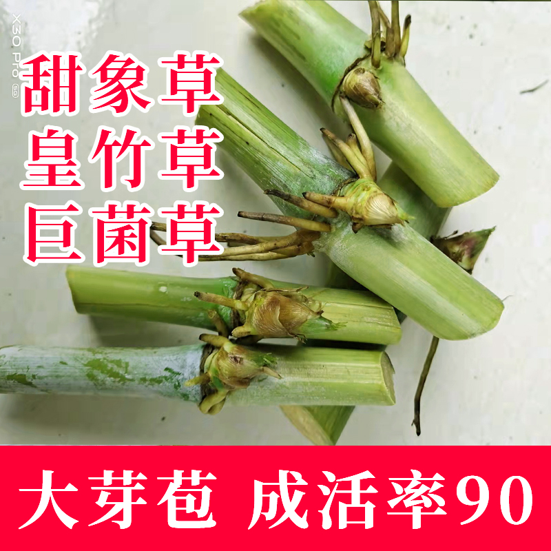 罗甸县巨菌草种苗 巨菌草！巨菌草！巨菌草！巨菌草！巨菌草！