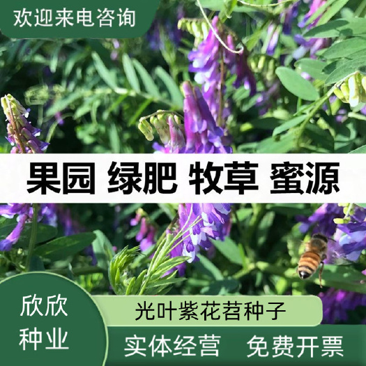 沭阳县光叶紫花苕种子毛苕子种籽长柔毛野豌豆草籽果园绿肥养蜂蜜源牧草