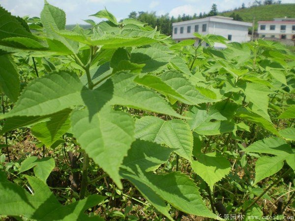 长沙苟树