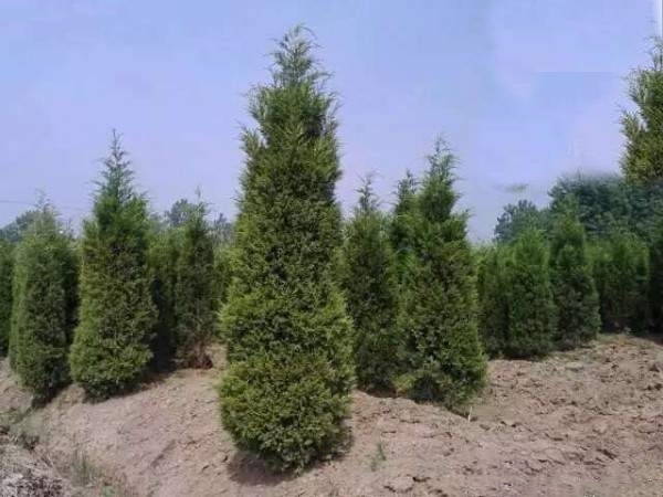 长沙塔柏