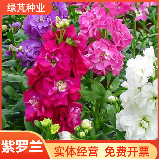 沭阳县紫罗兰种子四季易种活花卉花种籽子室内阳台开花不断花籽盆栽种孑