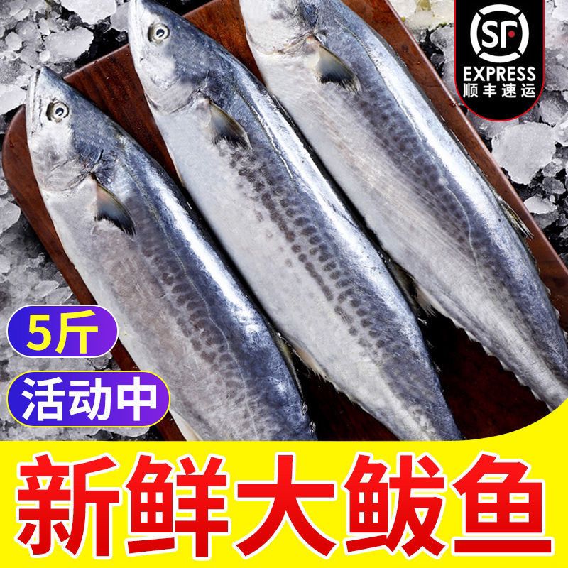 青岛鲅鱼鲜活冷冻新鲜马鲛鱼小鲅鱼可做饺子海鲜鲅鱼批发