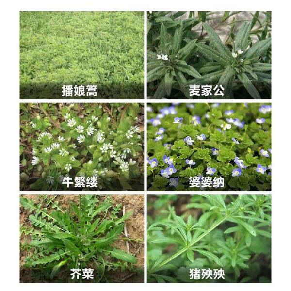 小麦田阔叶除草剂氯氟吡氧乙酸异辛酯双氟磺草胺猪殃殃播娘蒿