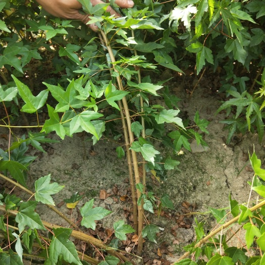 九江三角枫，三角枫苗 三角枫价格，彩叶三角枫，江西基地批发直销