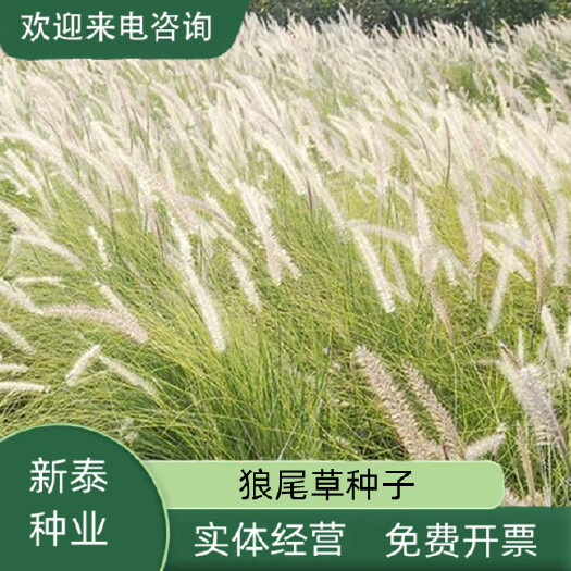沭阳县狼尾草种子  新种子 免费开发票 提供种植技术 包邮