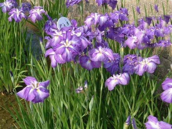 长沙花菖蒲