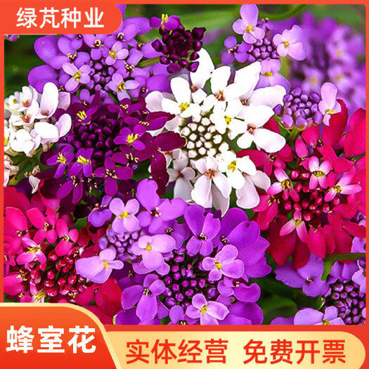 沭阳县蜂室花种子屈曲花景观园林园艺鲜花种子四季播种庭院绿化观花种子