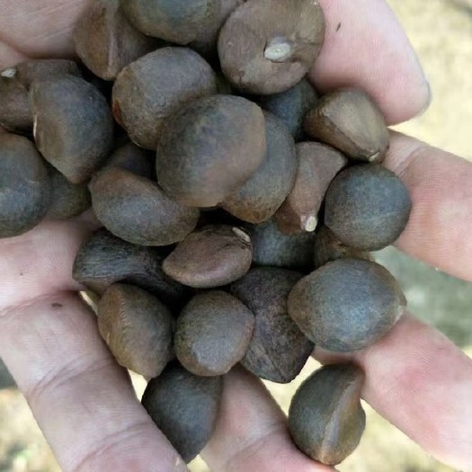 百色老品种山茶油