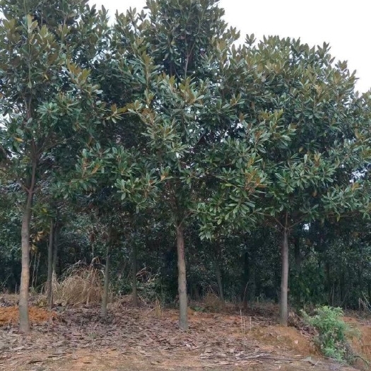 长沙广玉兰