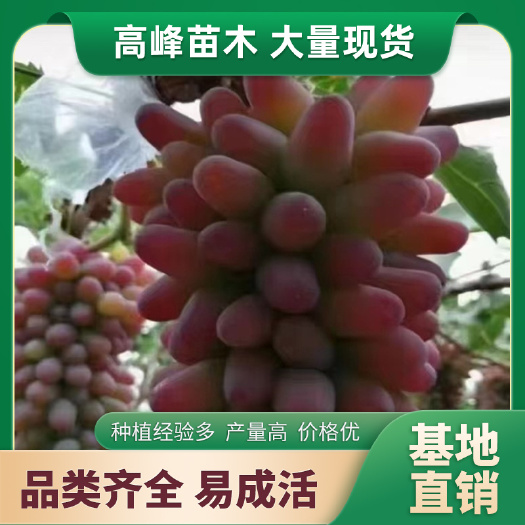 公主岭市茉莉香葡萄苗 着色香葡萄苗