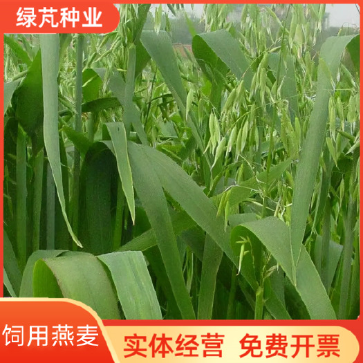 沭阳县饲用燕麦种子养殖牧草耐寒种籽高产鱼饲料草籽绿肥牛羊草种籽