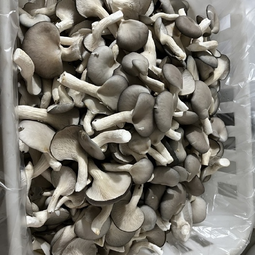 宁波平菇秀珍菇
