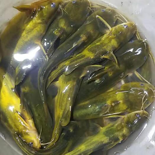 常熟市白莲，花莲，鲫鱼，黑鱼。
