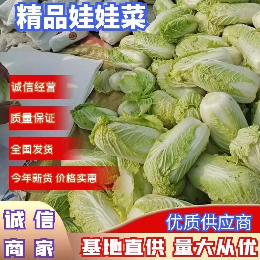 本地娃娃菜 大量上市了，品种齐全，提供各种包装规格，产地直供