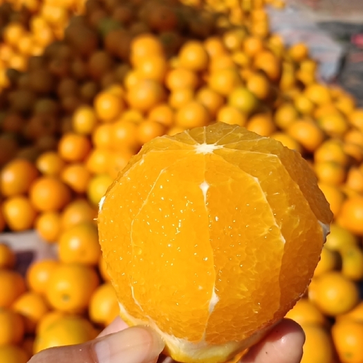 麻阳县麻阳冰糖橙
