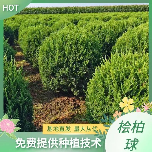 开原市桧柏球 圆柏球 刺柏树 密度高 规格全 一手货源 量大从优