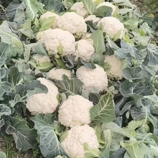 瑞安市白花散花，产地瑞安市塘下镇，一手批发。