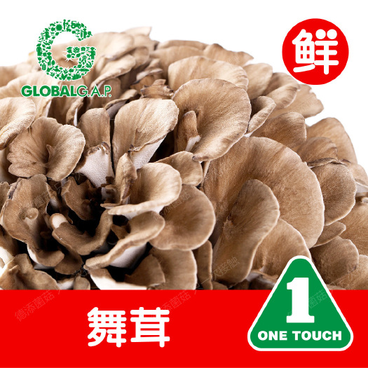 上海舞茸菇、灰树花